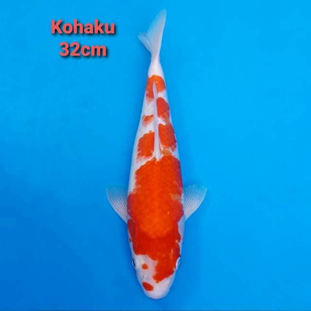 Kohaku 32cm