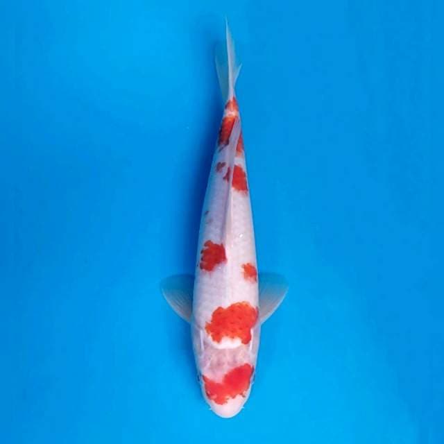 Kohaku Goten 34