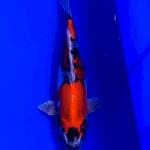 Kiko 26cm
