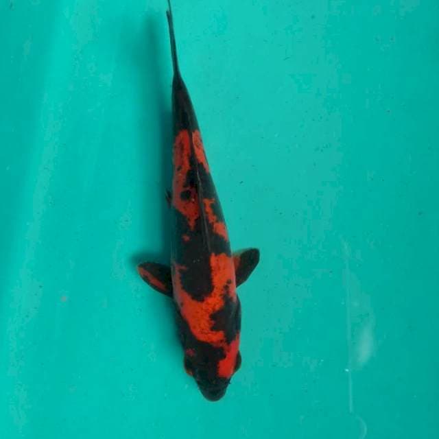 Hi Utsuri Doitsu, 16 cm