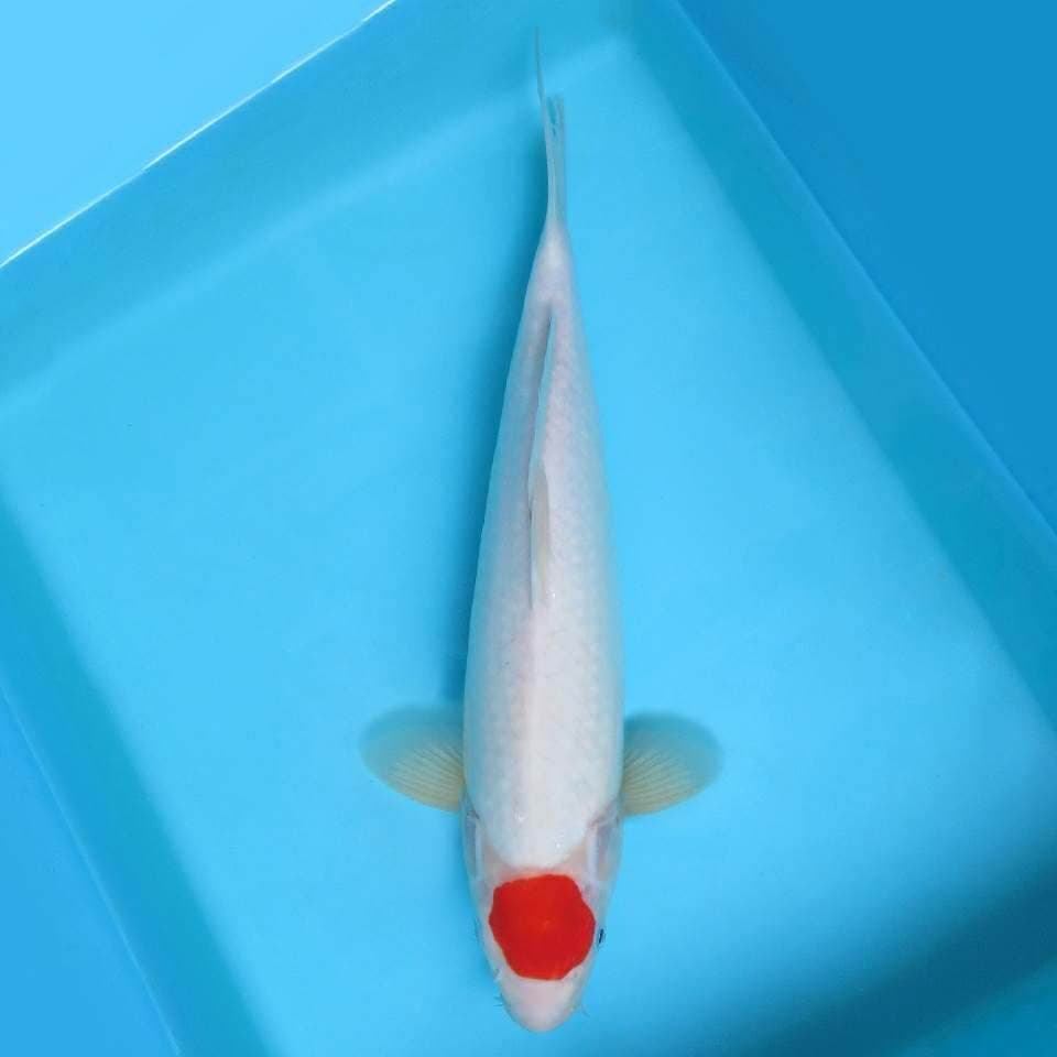 1. JUNAKOI ( AMATERASU ~ ORIGINAL TANCHO SPC )