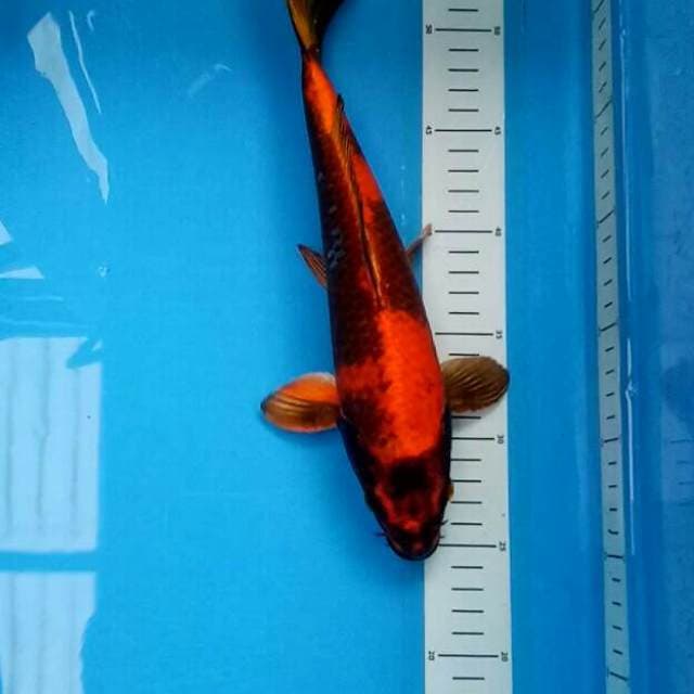 Utsuri Hikari 30 cm