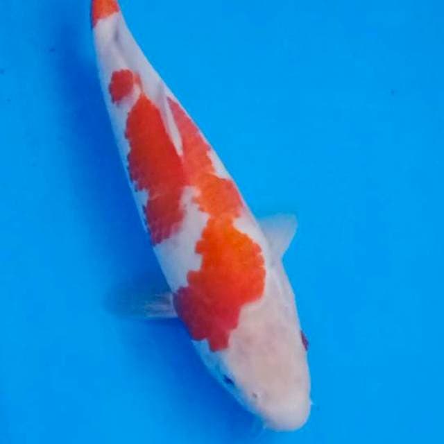 Bosu Kohaku