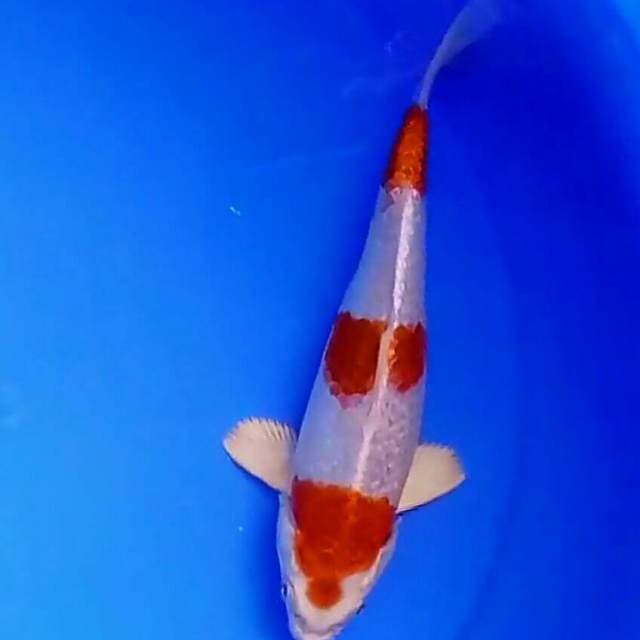KOHAKU HIKARI BAKAT JUMBO