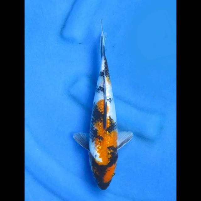 Ginrin showa 26cm