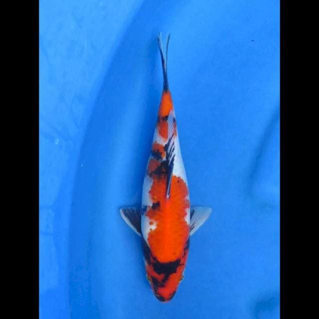 Showa 27cm