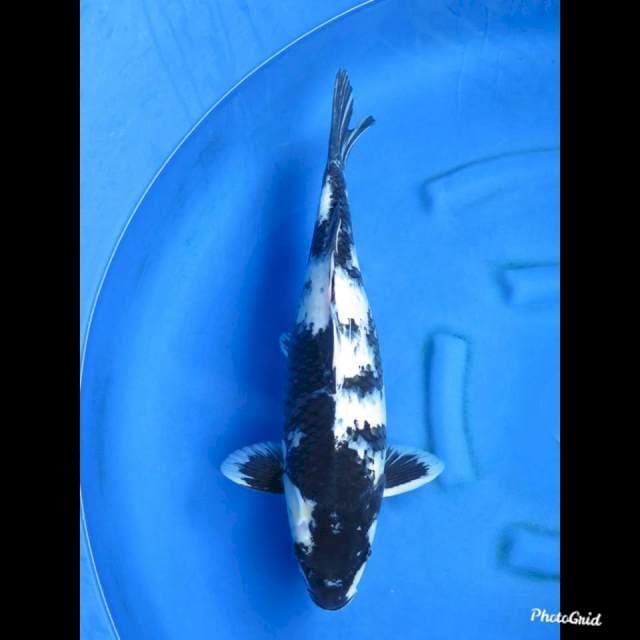 52cm , Jumbo Shiro