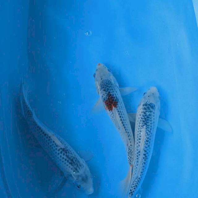 Asagi