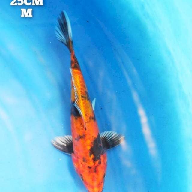 kin utsuri doitsu