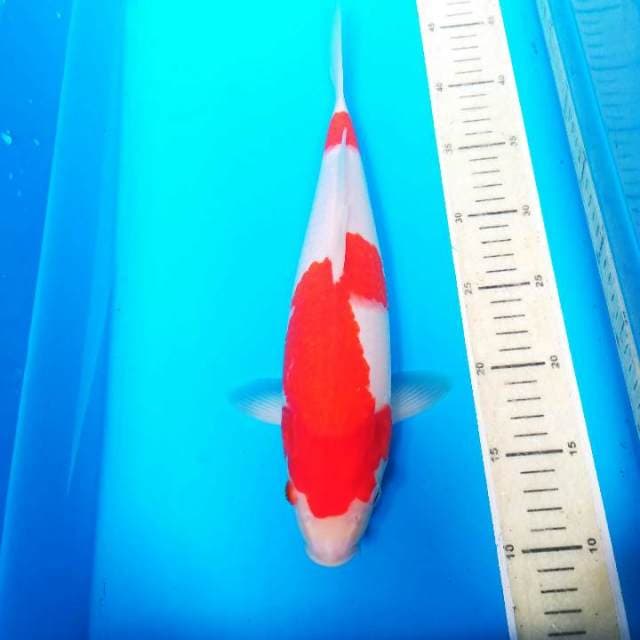 F1  - KOHAKU BAKAT JUMBO 