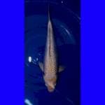 Platinum Gindrin full 39cm body joss