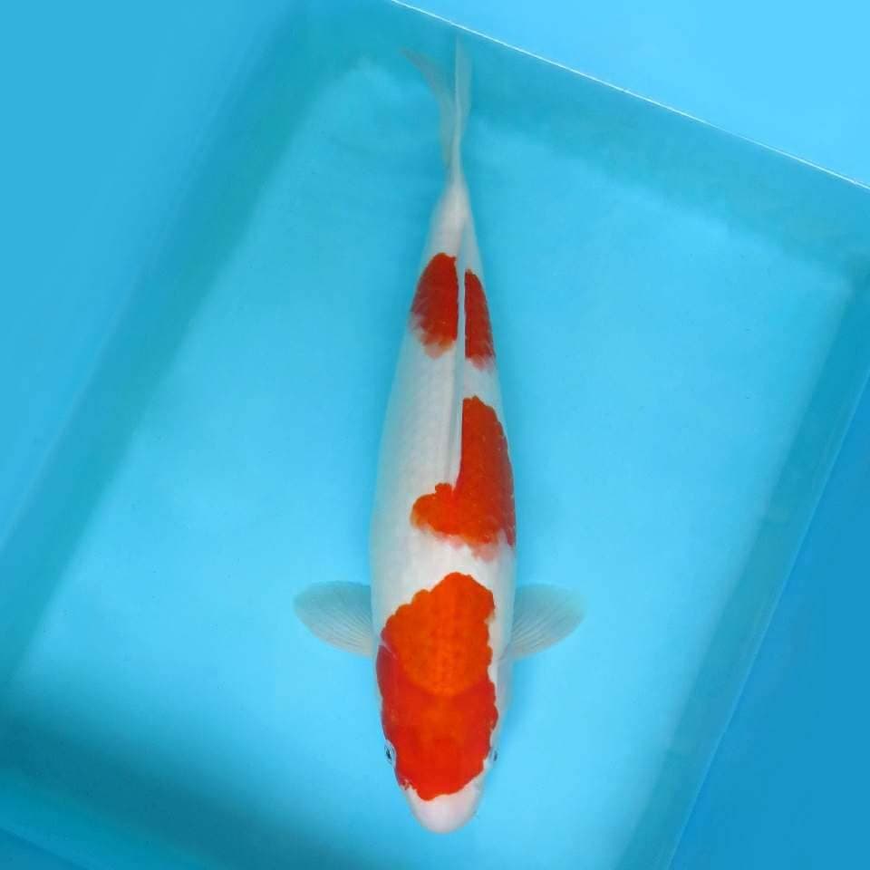 2. JUNAKOI ( SAITAMA ARENA ~ KOHAKU SPC )
