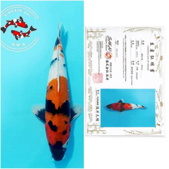 SHOWA SAKAI 35CM MALE