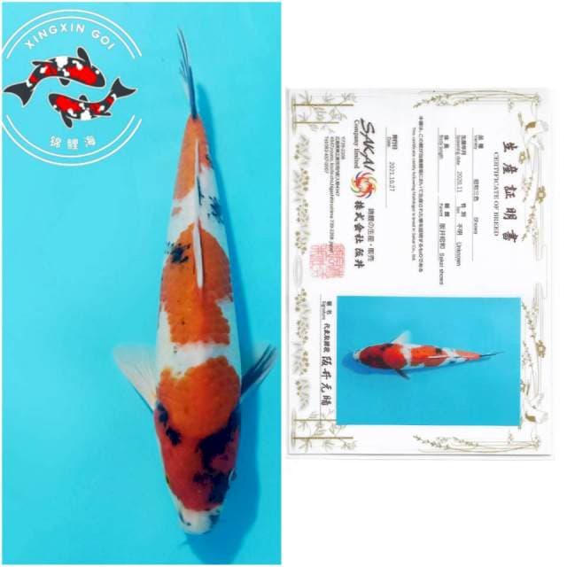 SANDAN SHOWA SAKAI 31CM MALE