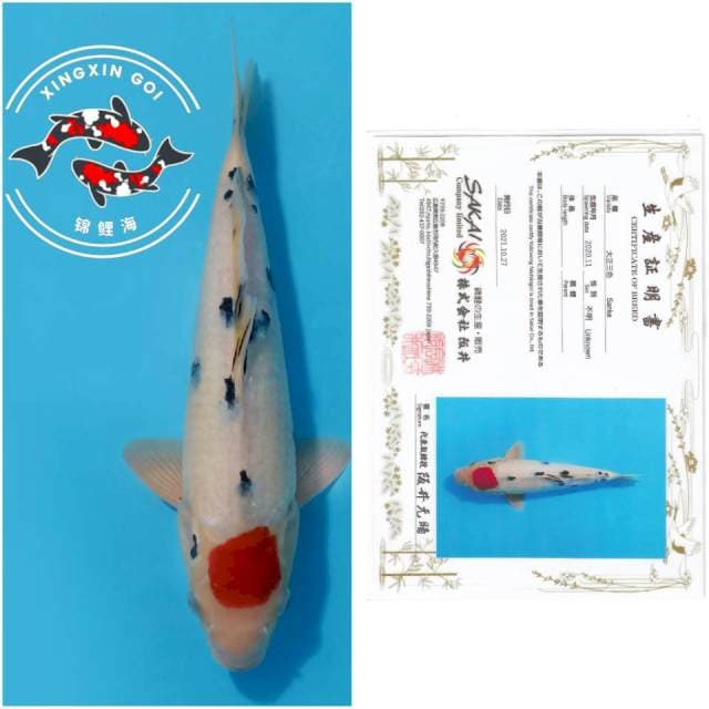TANCHO SANKE SAKAI 35CM MALE