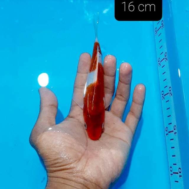 Minion 16 cm