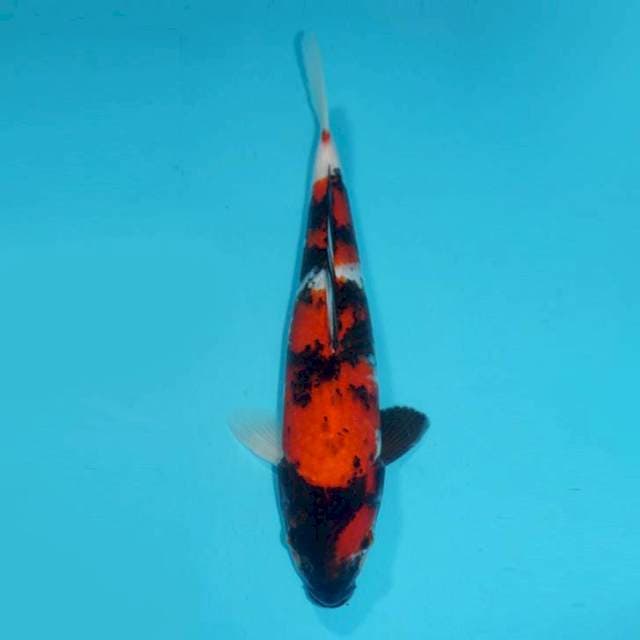 SHOWA, 29CM MALE