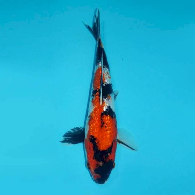 SHOWA GINRIN, 28CM MALE