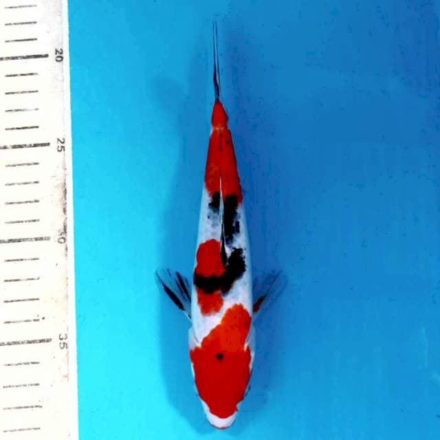 Sanke, 19 cm