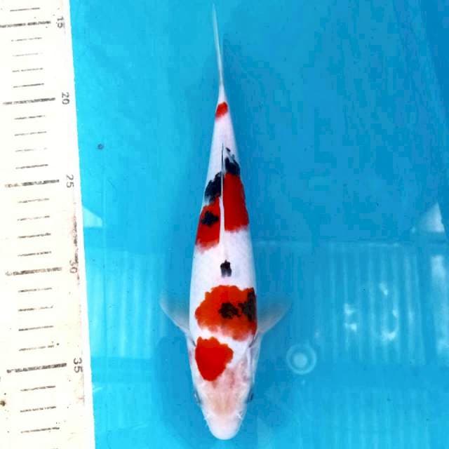 Sanke, 22 cm