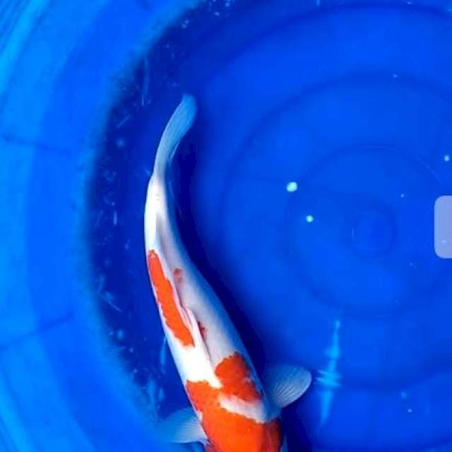 Kohaku jumbo
