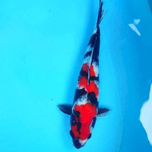 ORIGINAL SHOWA 32CM