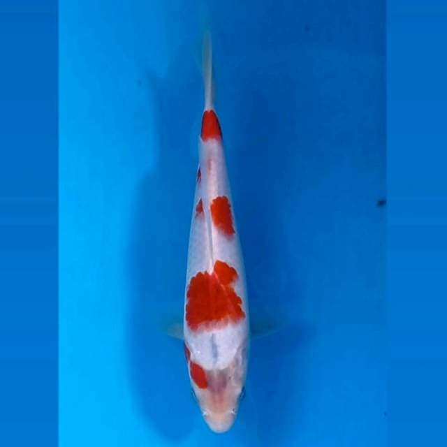 Ai goromo, 20 cm