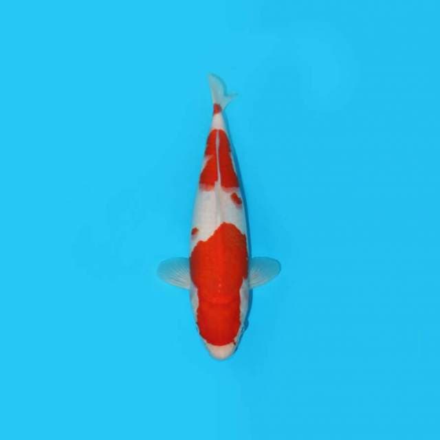 KOHAKU F1 