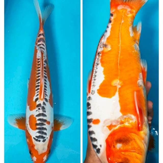Hana shusui jos 34cm male
