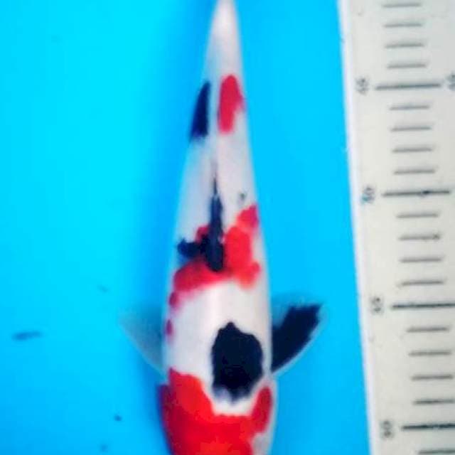 showa 28 cm male