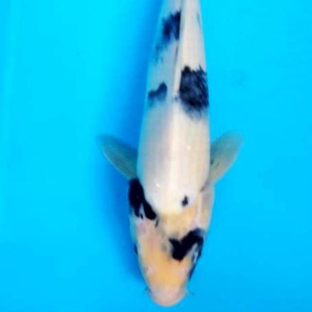 shiro 29 cm