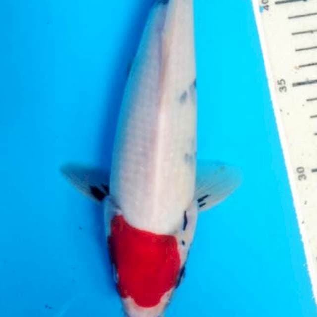 tanco sowa 27 cm
