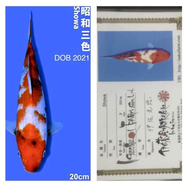 Showa 20cm Isa Koi Farm Tosai
