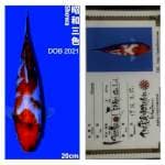Showa 20cm Isa Koi Farm Tosai