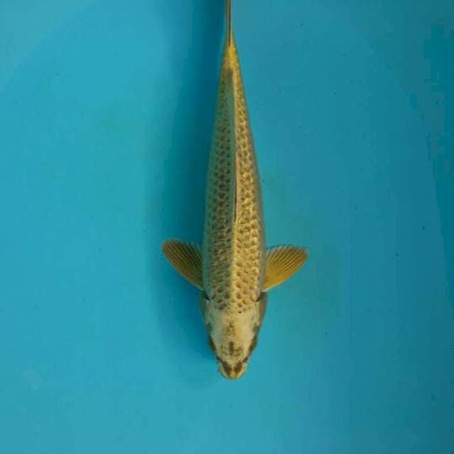 Mukasi ginrin Male size 30 cm