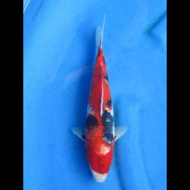 Showa 28cm