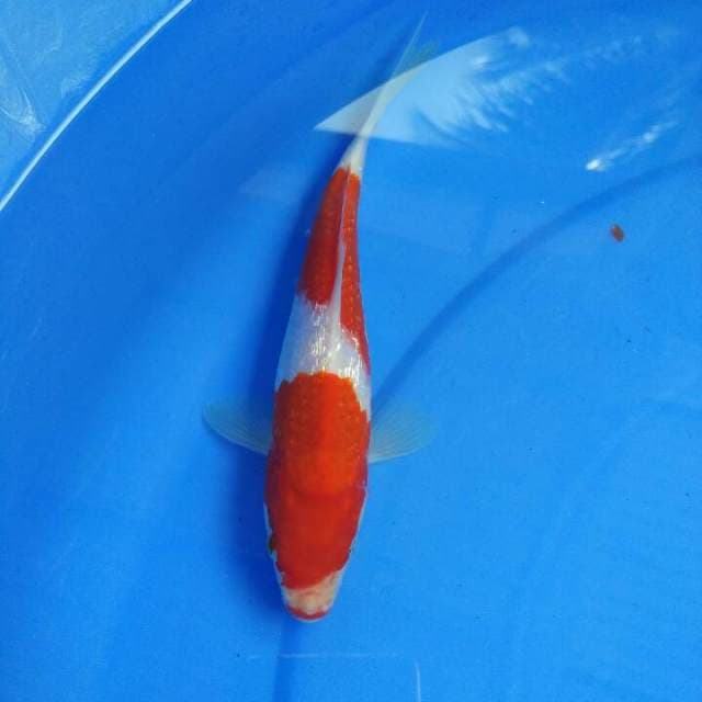 KOHAKU GINDRIN