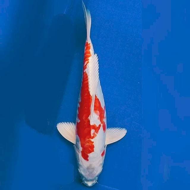 Kikushui strong 30cm