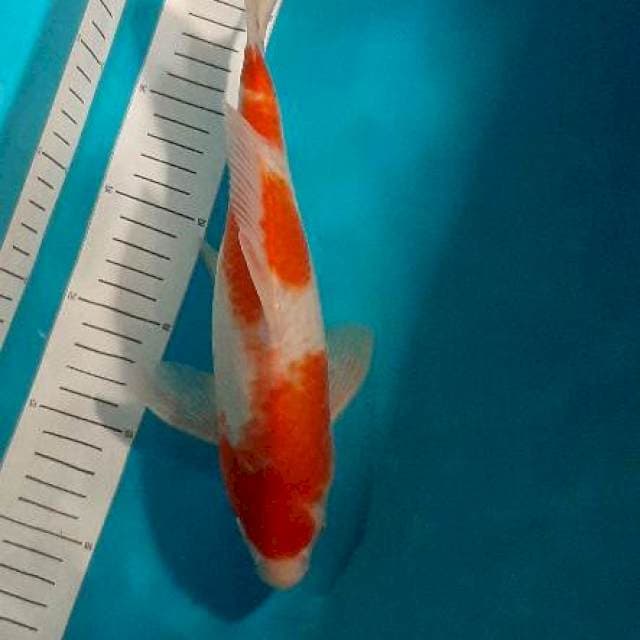 Kohaku 30cm