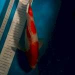 Kohaku 30cm