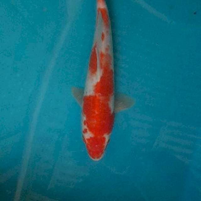 Kohaku 28cm