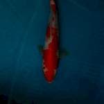 Kohaku 28cm