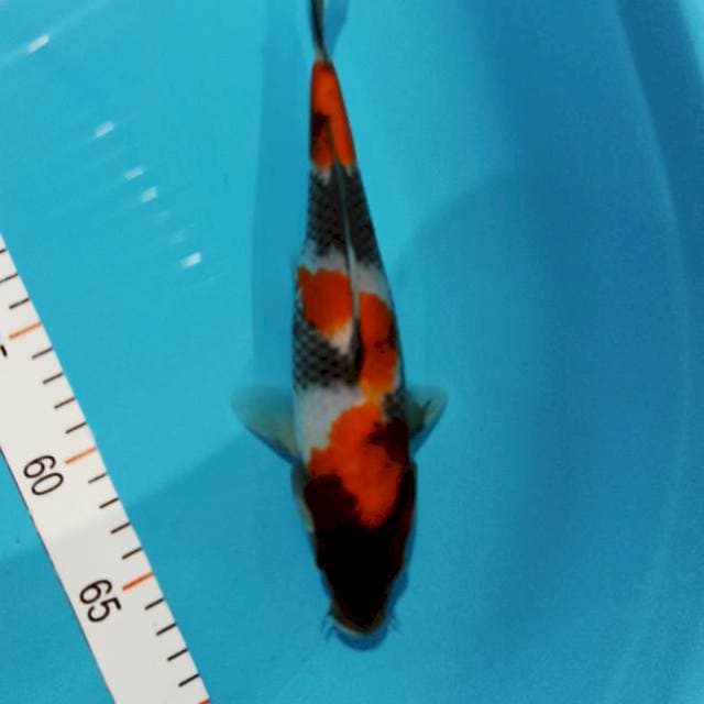 Showa 25 cm 