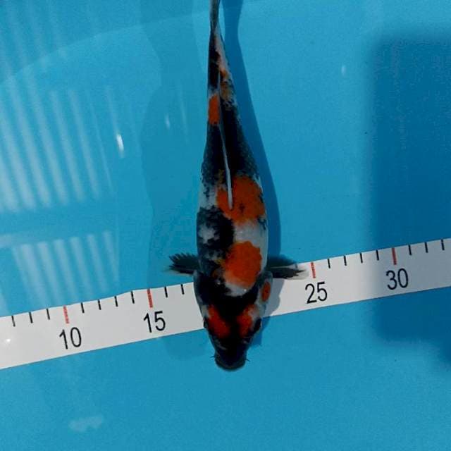 Showa shot bodi 23 cm 