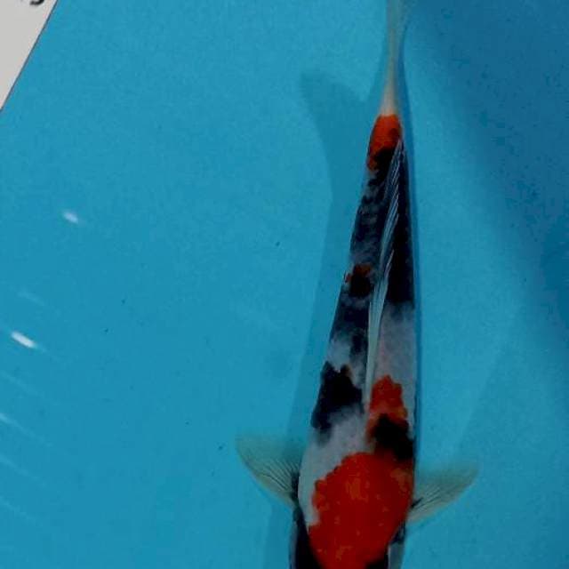 Showa 21 cm male
