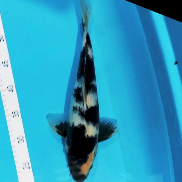 Siro 34 cm jantan