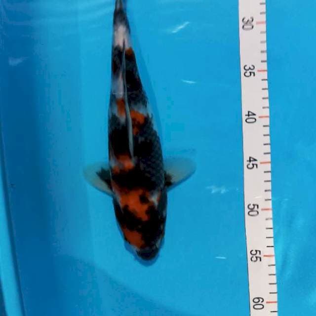 Showa 33 cm female