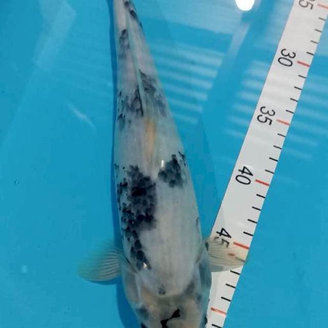 Siro 34 cm betina