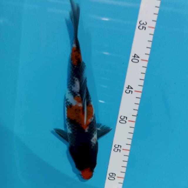 Showa 27 cm 