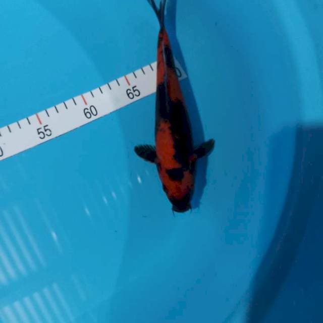 Hi utsuri 23 cm bosku 